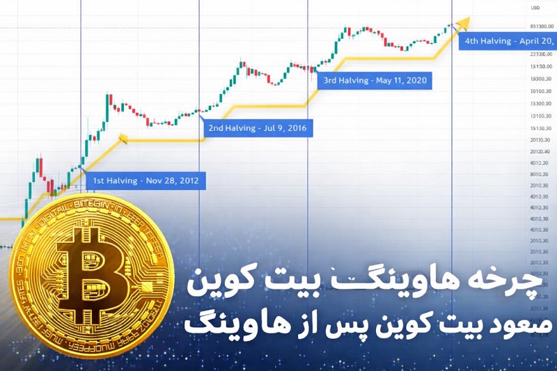 تصویر شاخص مقاله چرخه هاوینگ بیت کوین شامل نمودار قیمتی بیت کوین از سال ۲۰۱۲ تا ۲۰۲۴ با مشخص شدن چهار رویداد هاوینگ و یک فلش صعودی که روند صعود بیت کوین پس از هاوینگ را نشان میدهد، در کنار نماد طلایی بیت کوین.
